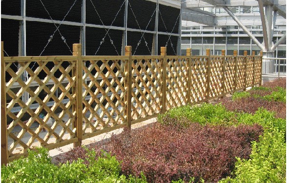 ����ľ����